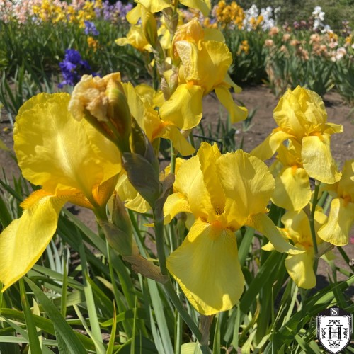 Iris germanica 'Buckwheat' - Aediiris 'Buckwheat'